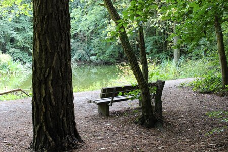 Forest trees idyll