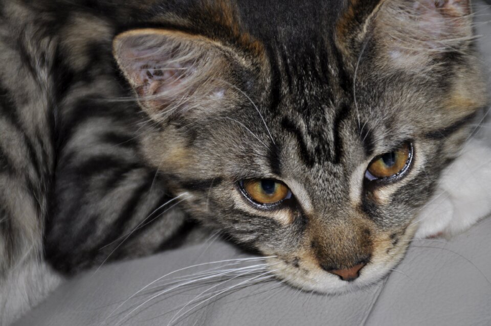 Cat mainecoon Free photos