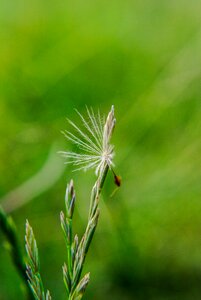 Plant flying flower