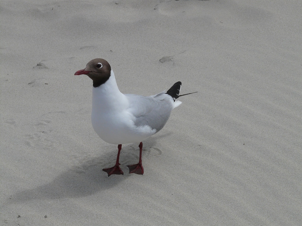 Chroicocephalus ridibundus larus ridibundus water bird