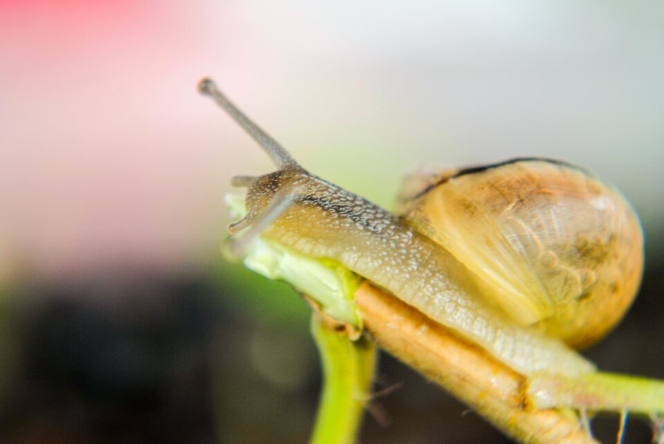 Molluscs shell molluscum