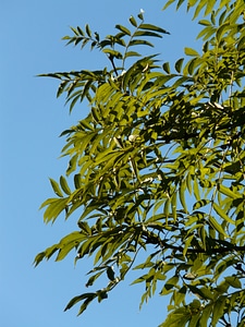 Branches green common ash