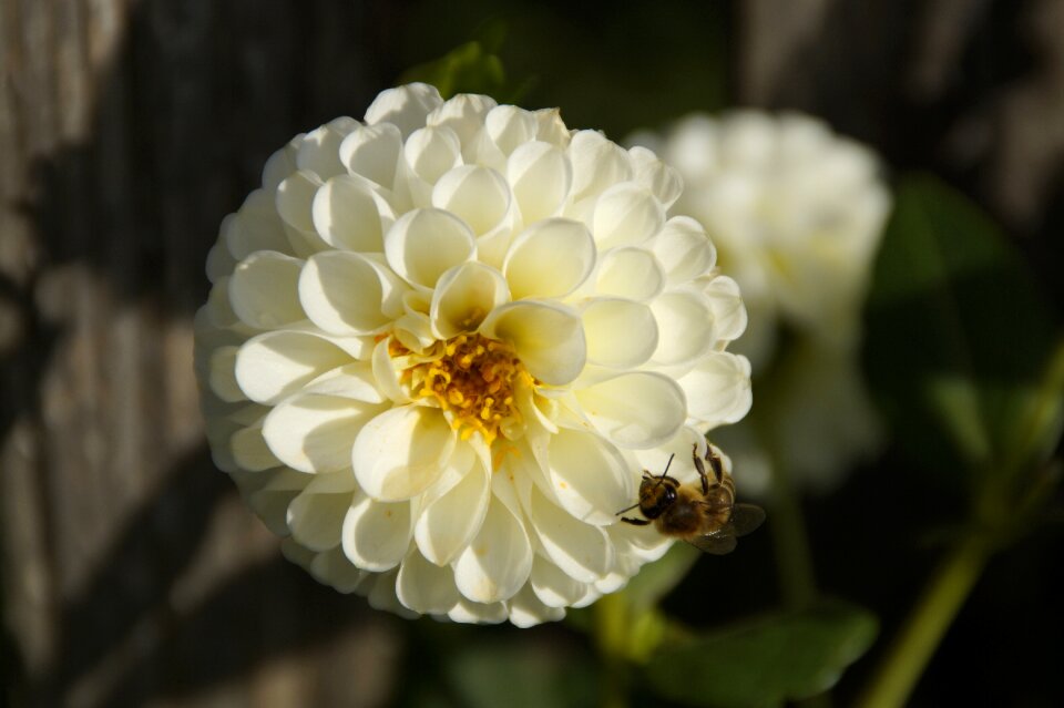 White flower insect