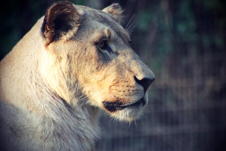 Lioness female predator