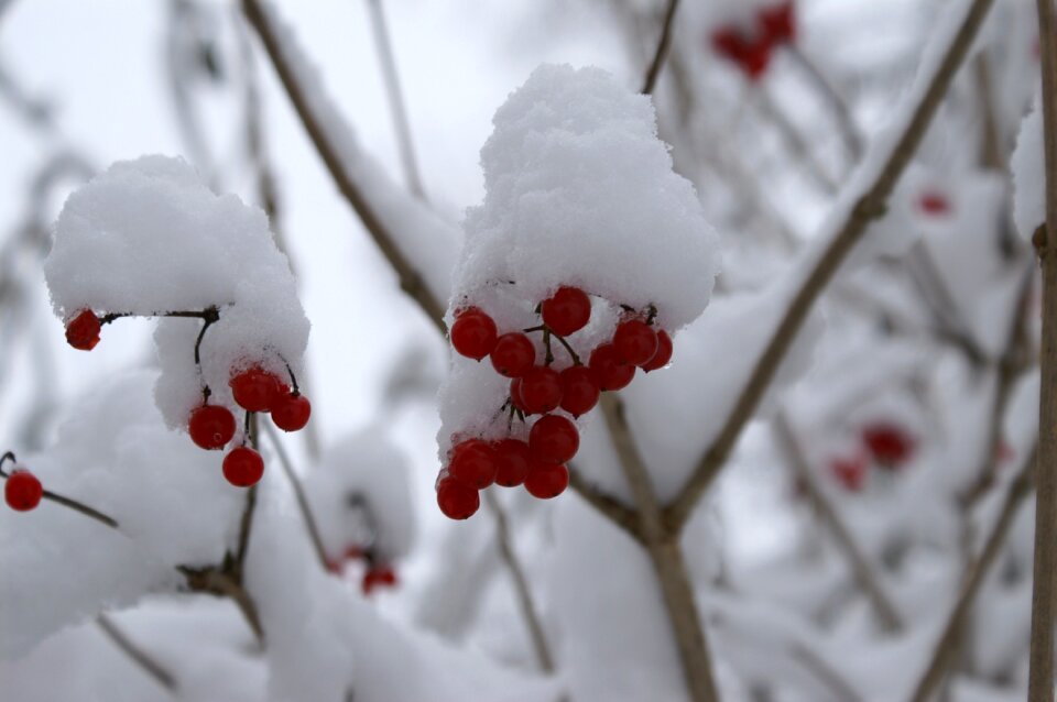 Red trees winter