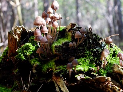 Mushrooms log macro