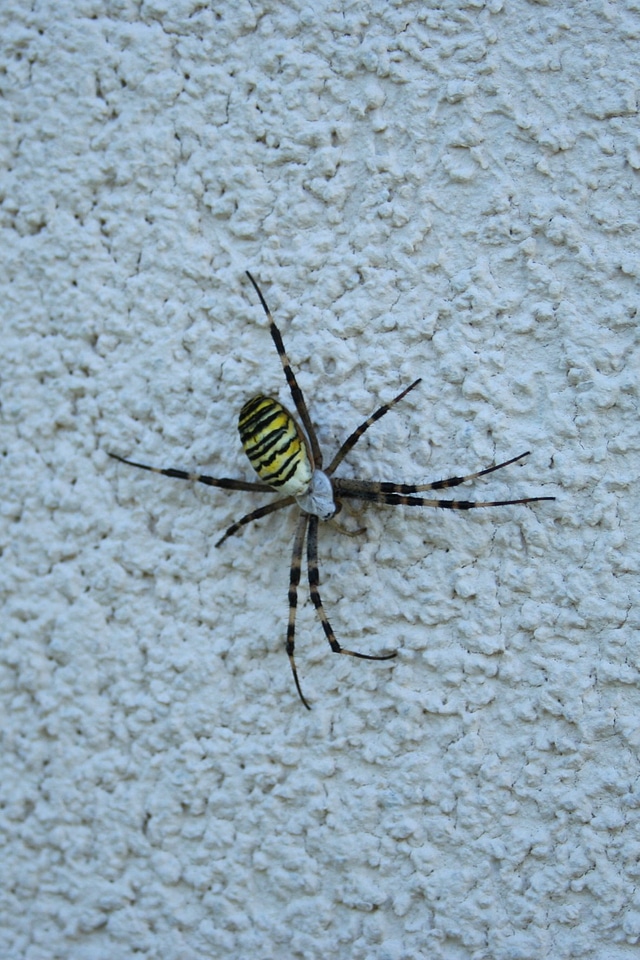 Spider wasp spider Free photos
