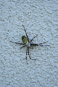 Spider wasp spider Free photos