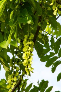Walnut crop tree green