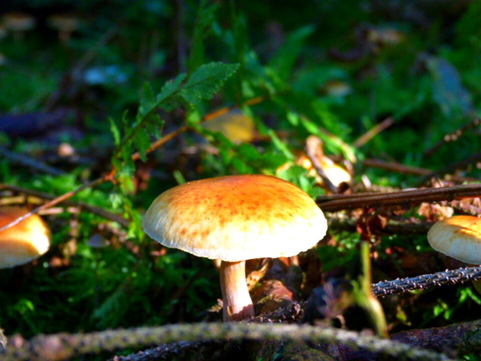 Yellow hat branch nature