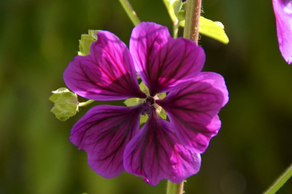 Blossom bloom purple flower photo