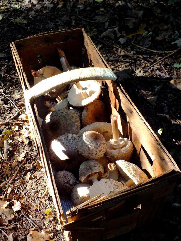 Mushrooms in a basket forest mushroom picking