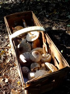 Mushrooms in a basket forest mushroom picking