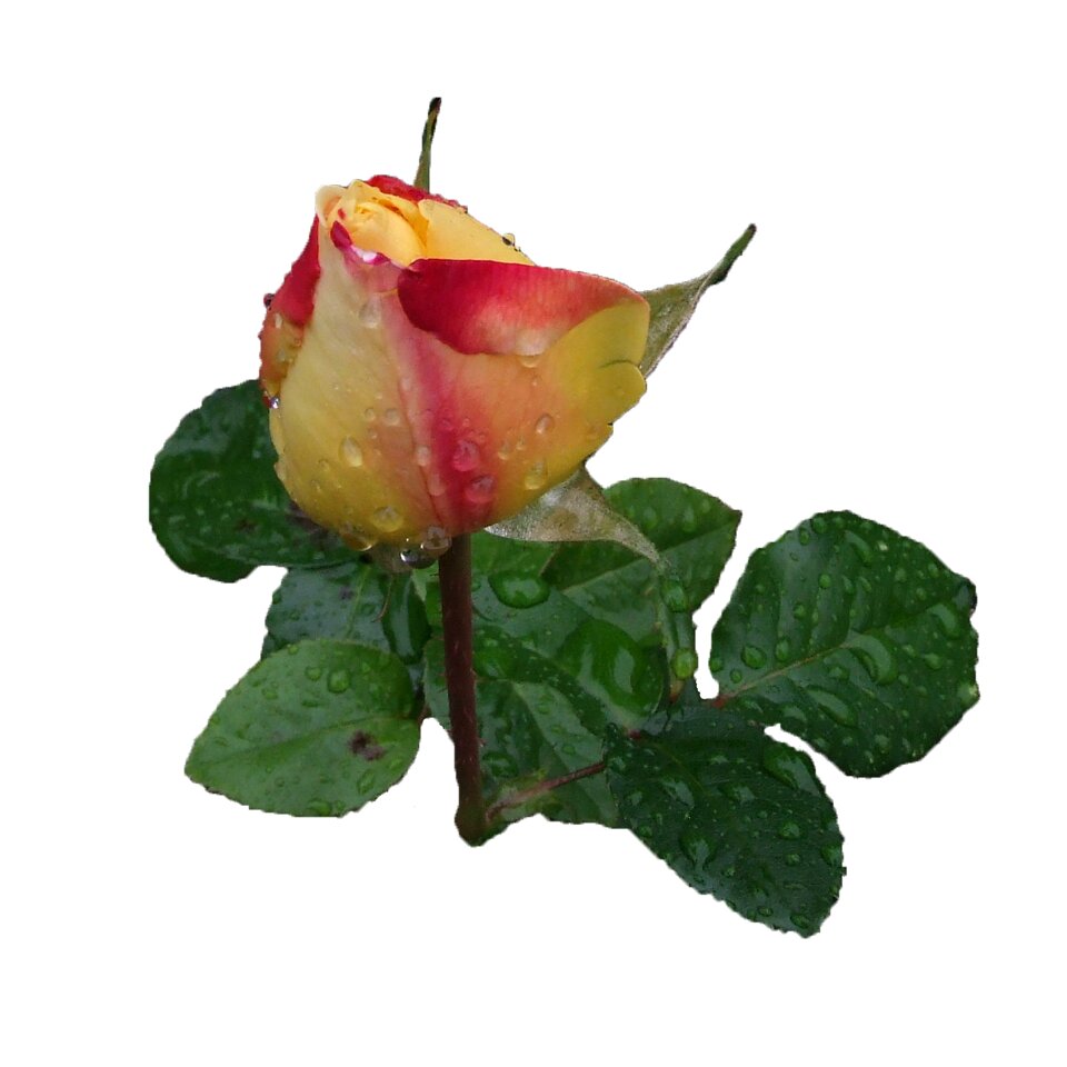 Rosebud raindrop bud