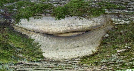 Bark form mouth photo