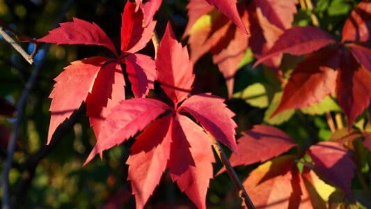 Autumn forest trees colorful