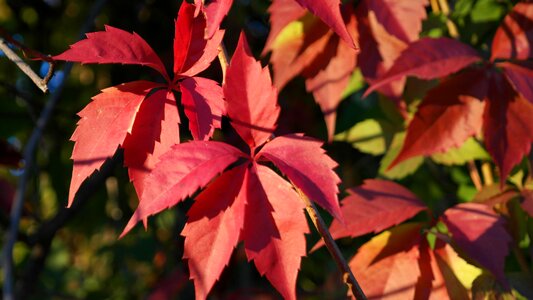 Autumn forest trees colorful photo