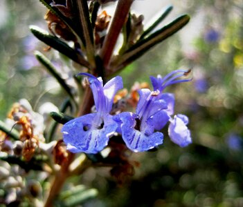 Rosemary herb dainty