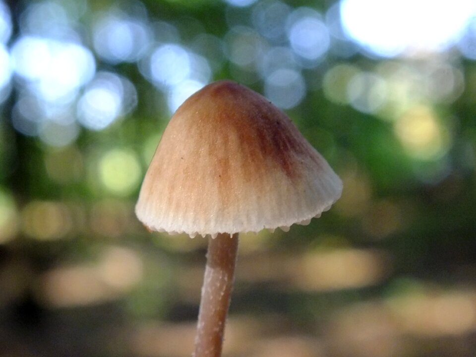 Forest mushrooms macro