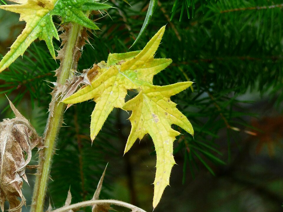 Wild plant nature green