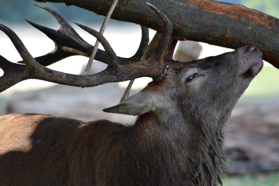 Deer forest nature