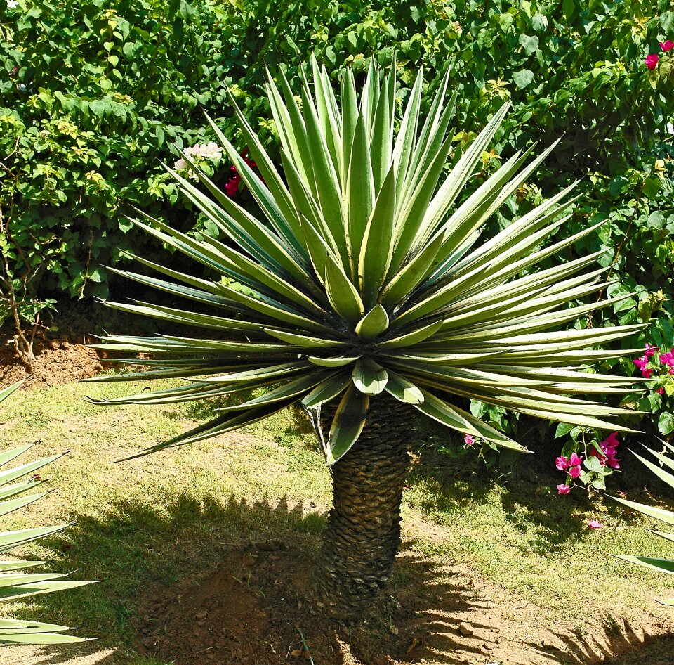 Agave plant grün weiß