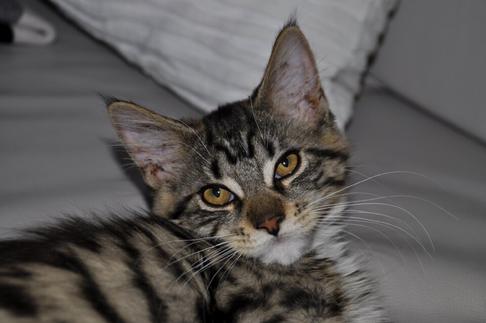Cat mainecoon Free photos