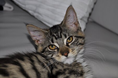 Cat mainecoon Free photos