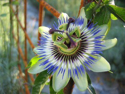 Latin america passion flower plant plant
