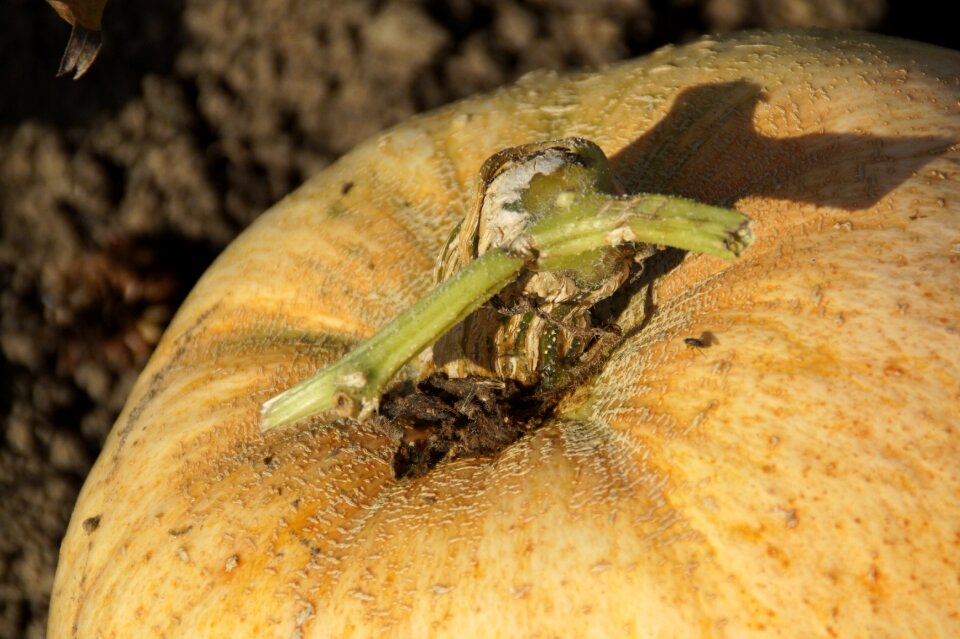 Close up autumn halloween