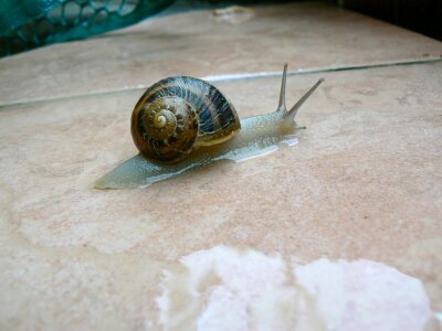 Rain wet snails