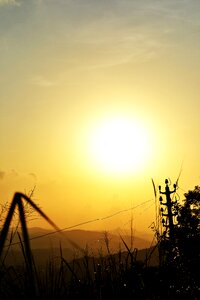 Grass trees sun photo