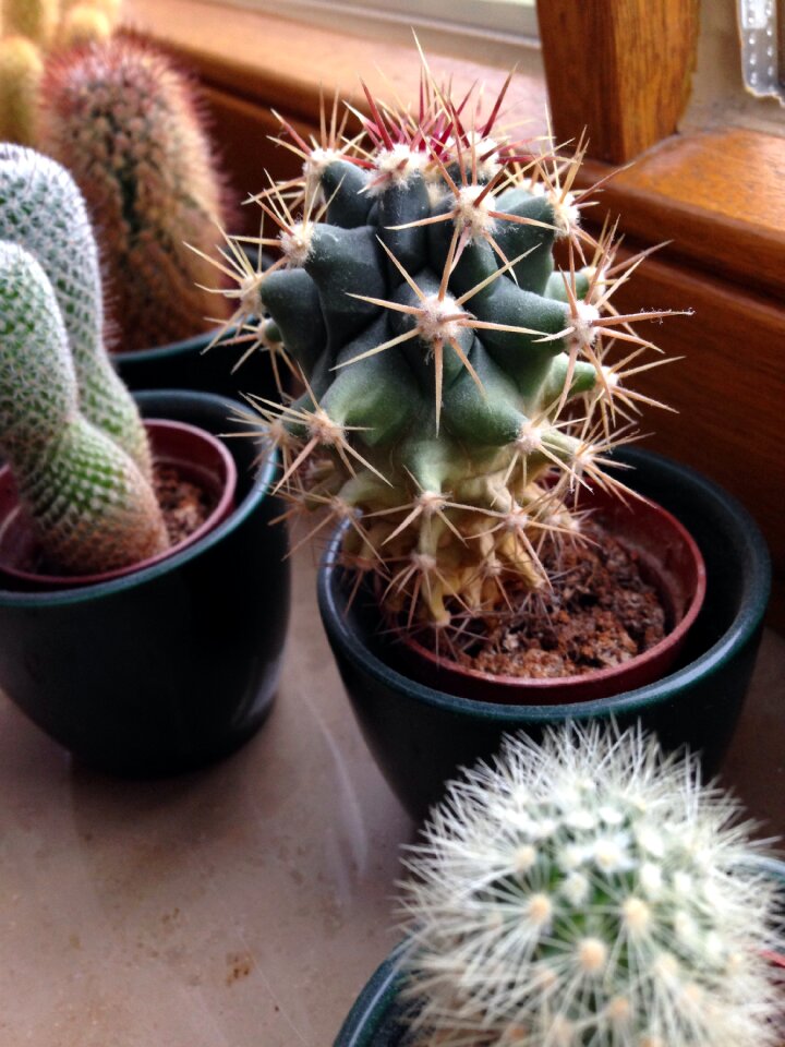 Sting nature plant