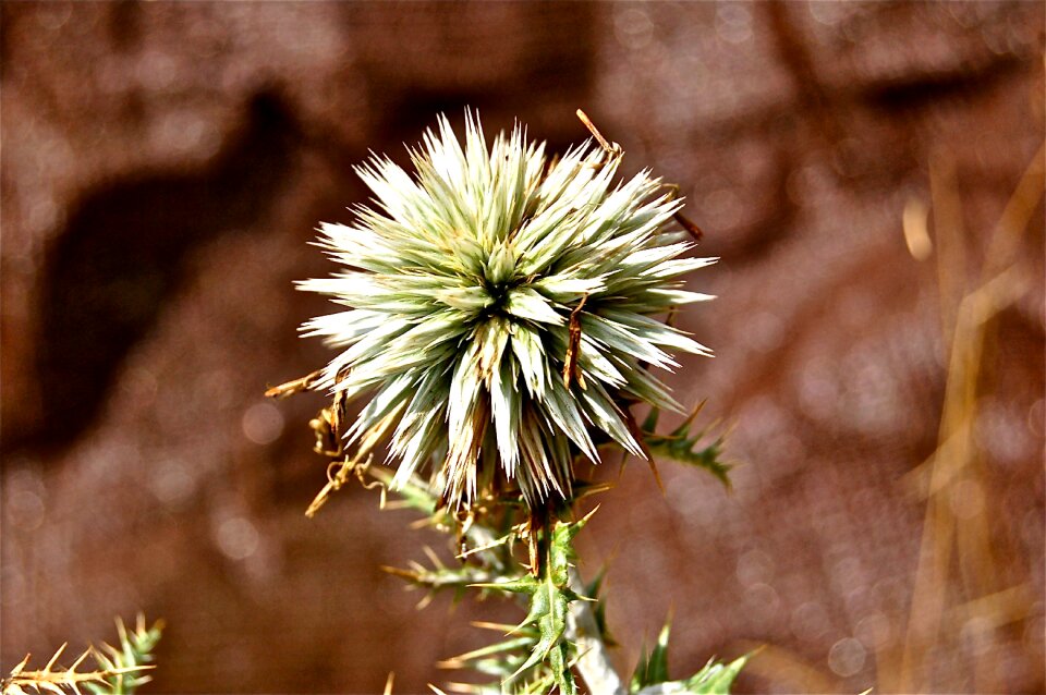 Cardillo vegetable nature