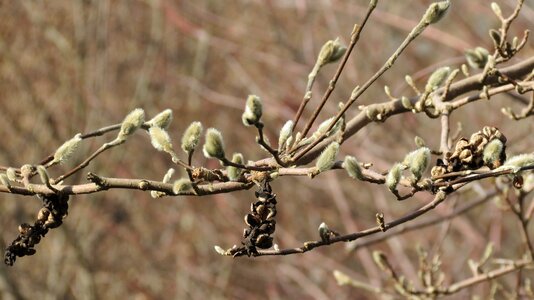 Green spring branch