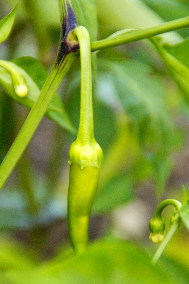 Pod sharp chili peppers