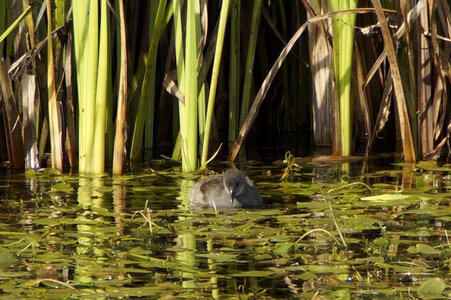 Reed swim duck