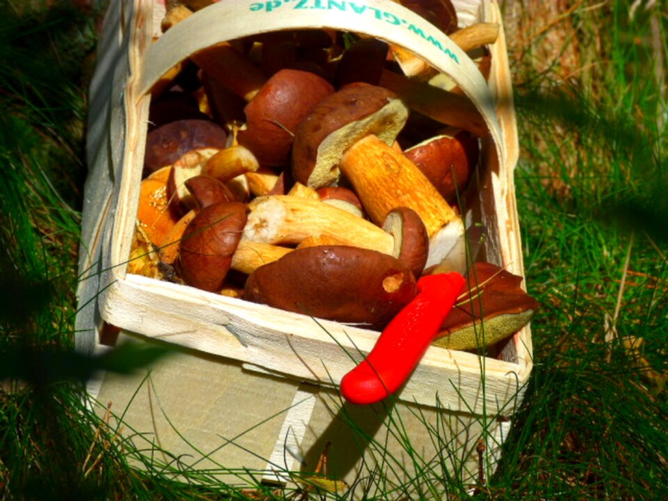 Basket collect mushroom basket