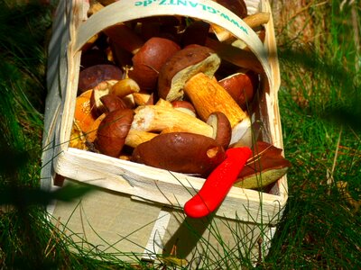 Basket collect mushroom basket photo