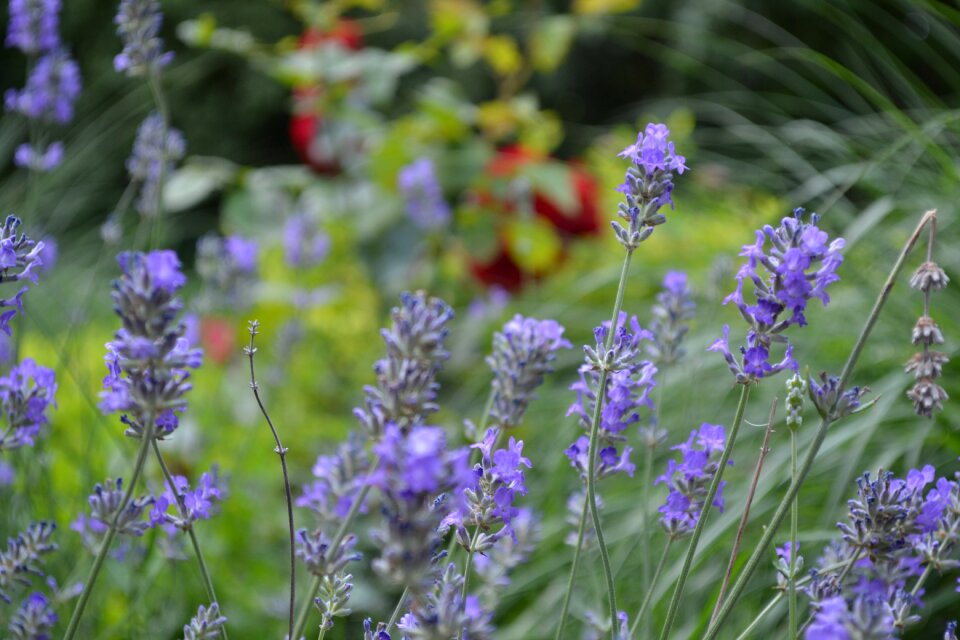 Violet inflorescence true lavender photo