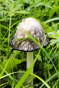Autumn mushroom time comatus