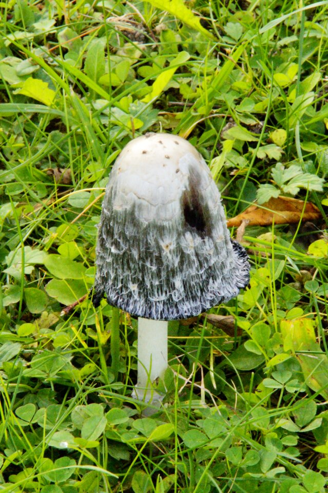 Mushroom time autumn comatus photo