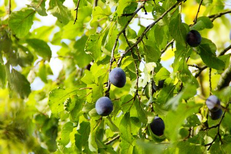 Ripe fruit tree fruit