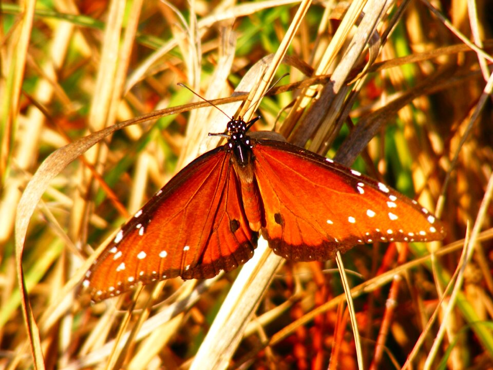 Butterflies insect nature