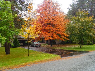 Yellow foliage leaves