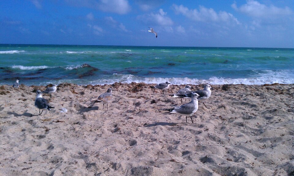 Bird sand beach photo