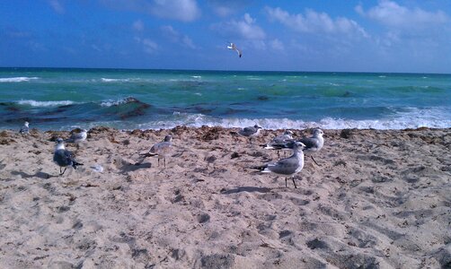 Bird sand beach photo