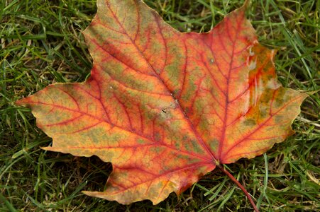 Maple maple leaf colorful