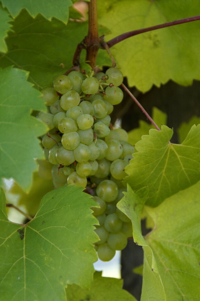 Fruit green winegrowing