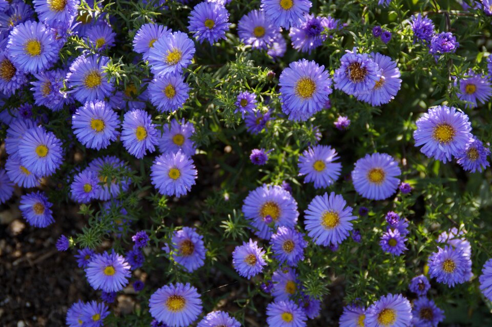 Flowers background blütenmeer